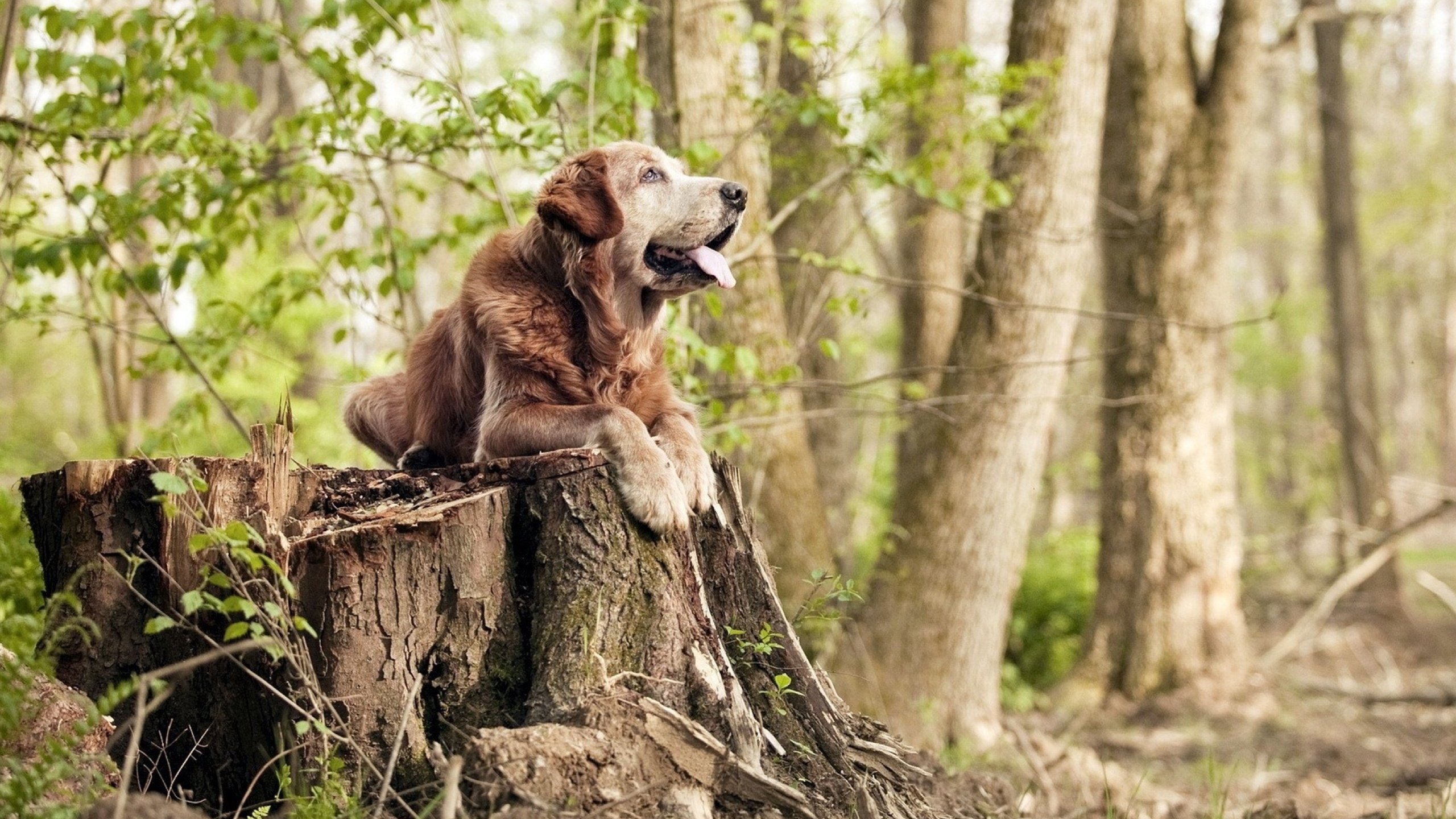 当紫金军团遭遇希腊神话，字母哥统治全场背后的篮球哲学