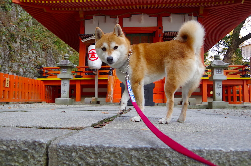 火箭防守锁死老鹰,伦纳德点燃赛场